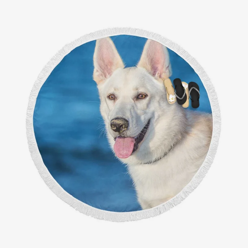 Muzzle Beauty: Berger Blanc Suisse Round Beach Towel 1