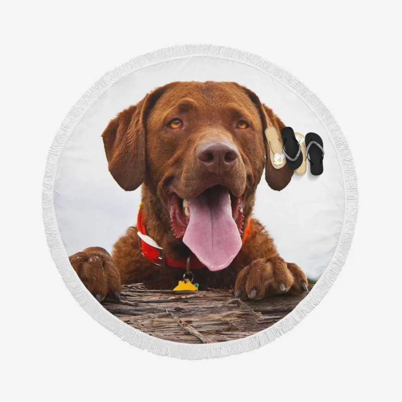 Nature Elegance Dog: Labrador Quartet Round Beach Towel