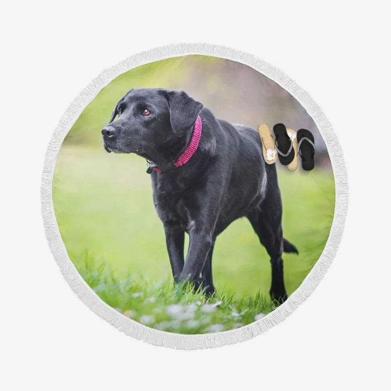 Nature Quartet: Labrador Depth of Field Round Beach Towel