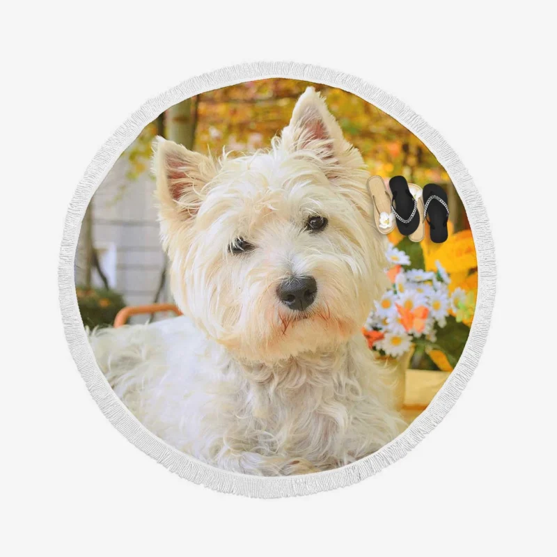 Overflowing Cute: West Highland White Terrier Quartet Round Beach Towel