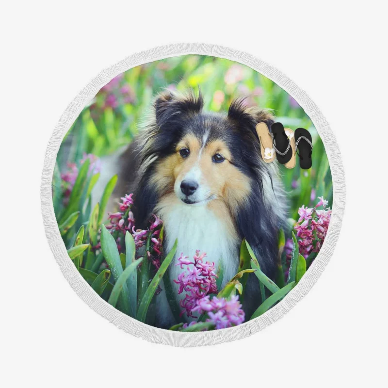 Pink Floral Splendor: Shetland Sheepdog Quartet Round Beach Towel