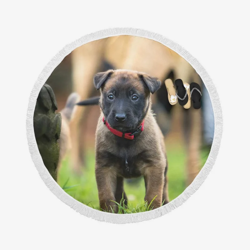 Playful Ba Pups: Belgian Shepherd Puppy Round Beach Towel 1