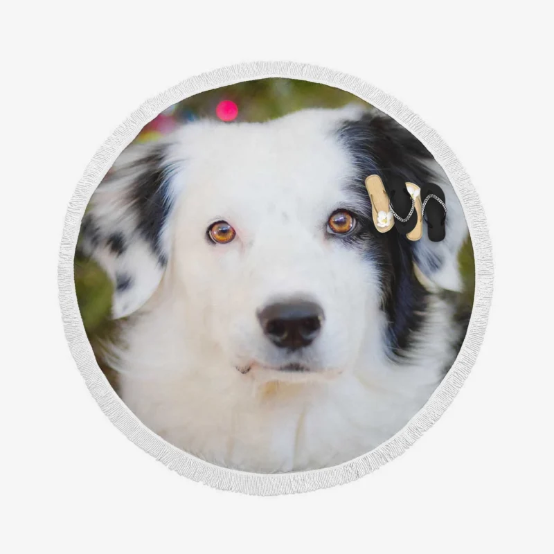 Playful Border Collie Moments: Border Collie Round Beach Towel 1