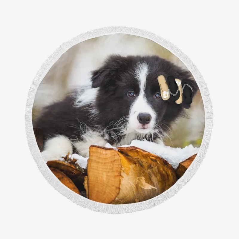 Playful Border Collie Pups with Border Collie Ba Round Beach Towel 1