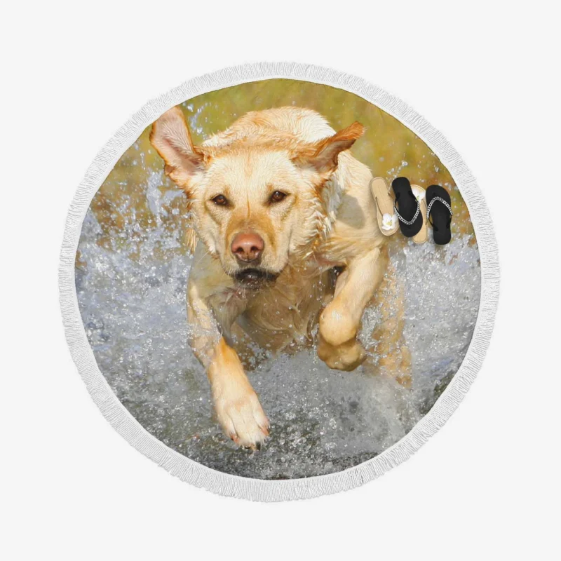 Playful Canine Puppies: Labrador Quartet Round Beach Towel