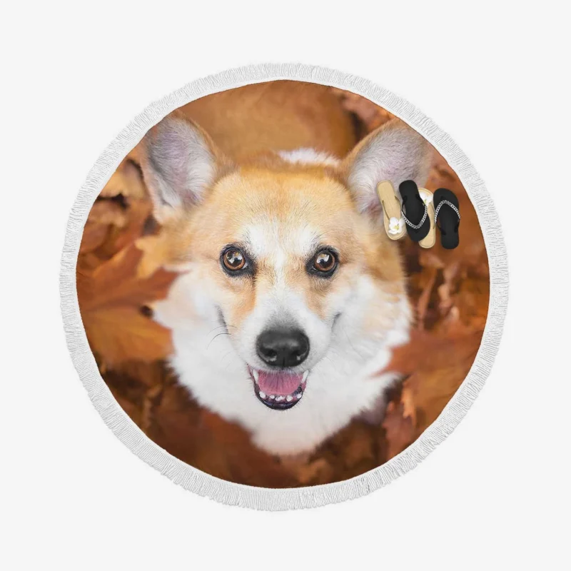 Playful Corgi Quartet: Fourfold Fun Round Beach Towel