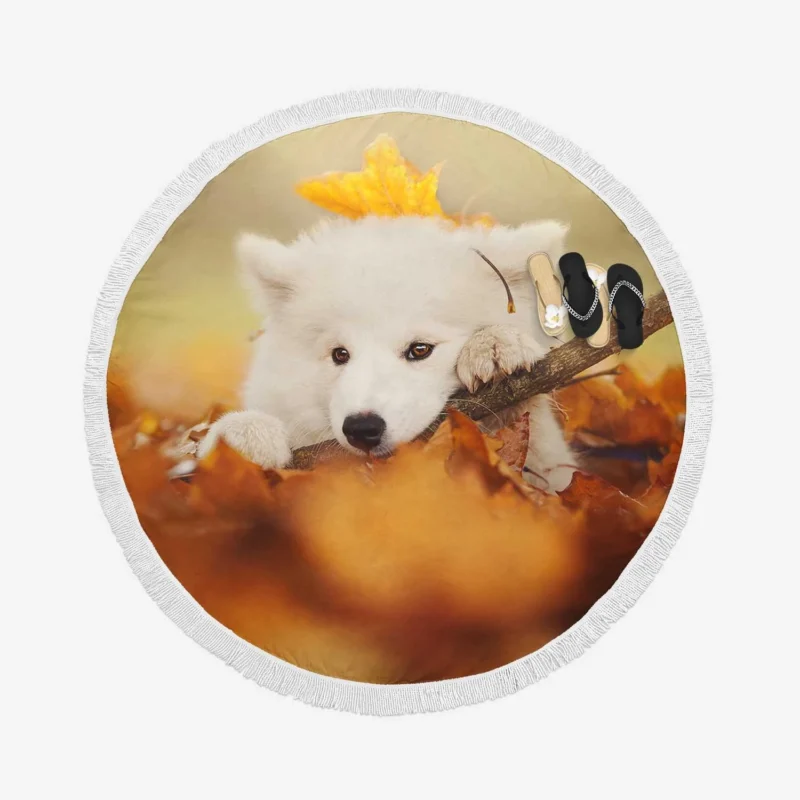 Playful Puppies in Fall: Samoyed Quartet Round Beach Towel