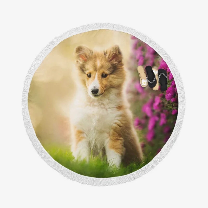 Playful Puppy Bauble: Shetland Sheepdog Quartet Round Beach Towel 1