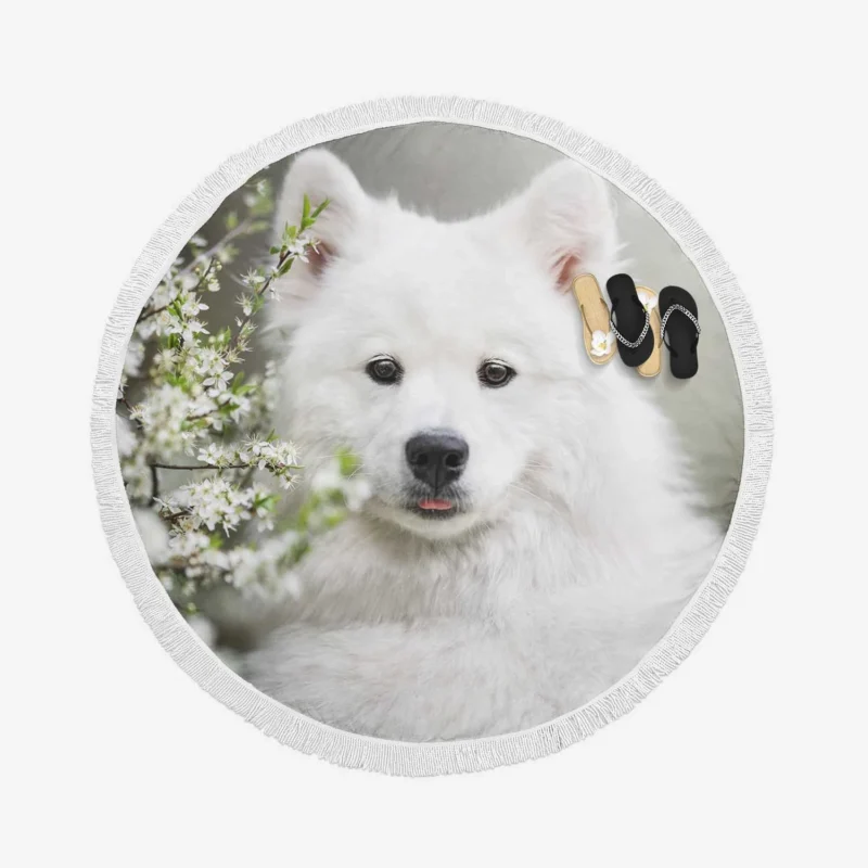 Playful Samoyed Elegance: Quartet Round Beach Towel 1