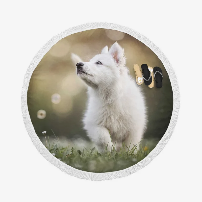 Playful Samoyed Puppy: Quartet Round Beach Towel