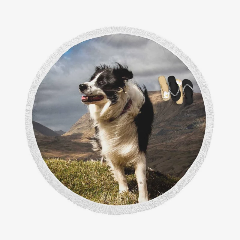 Playful and Energetic Border Collie: Border Collie Round Beach Towel