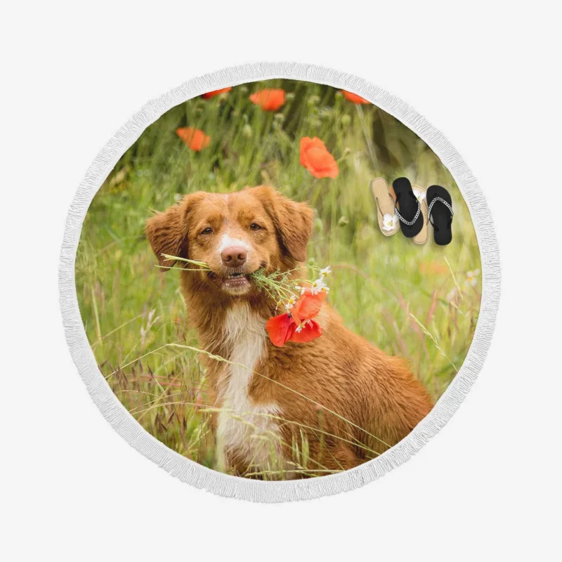 Poppy Fields: Nova Scotia Duck Tolling Retriever Quartet Round Beach Towel