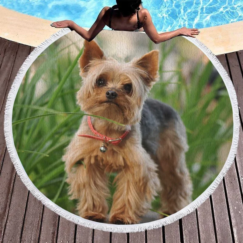 Portrait of Elegance: Silky Terrier Quartet Round Beach Towel 1