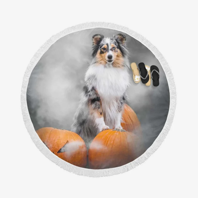 Pumpkin Pup Amazement: Shetland Sheepdog Quartet Round Beach Towel