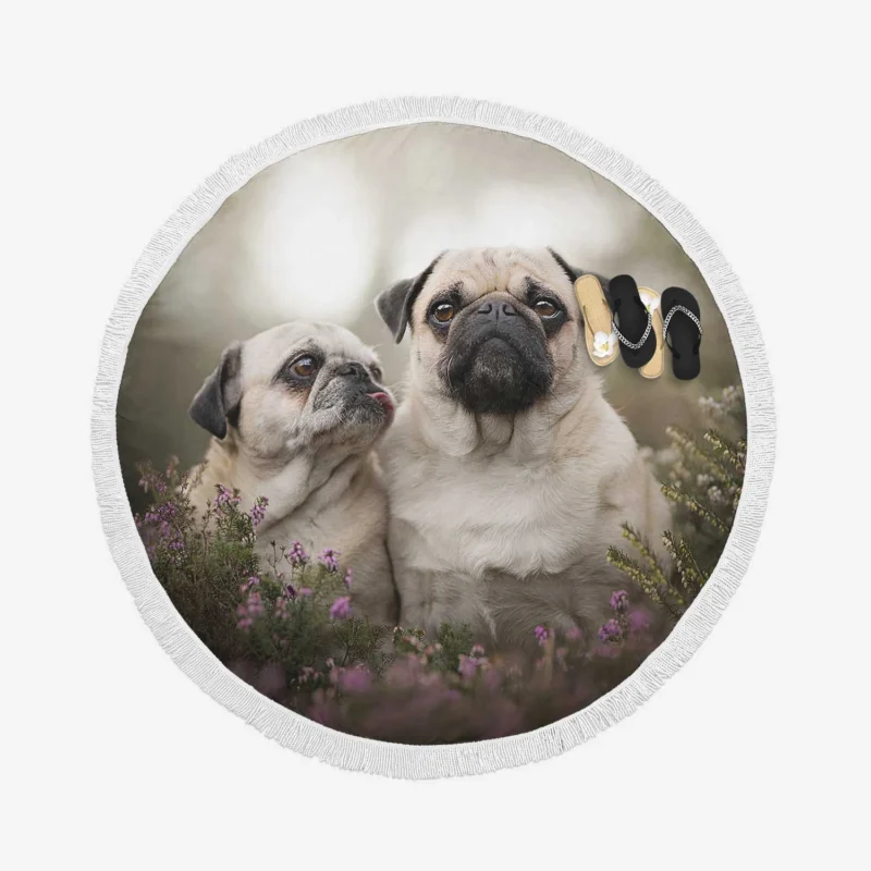 Puppy Muzzle and Bauble: Pug Quartet Round Beach Towel