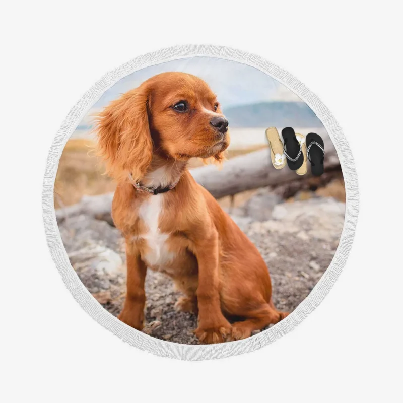 Pure Cuteness: Adorable Little Spaniel Puppy Round Beach Towel 1