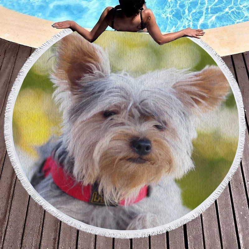 Pure Silk Delight: Silky Terrier Quartet Round Beach Towel 1