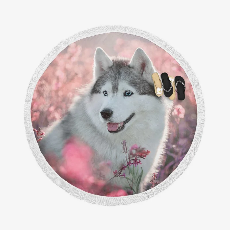 Quadruple Canine Charm: Husky Field Flowers Round Beach Towel