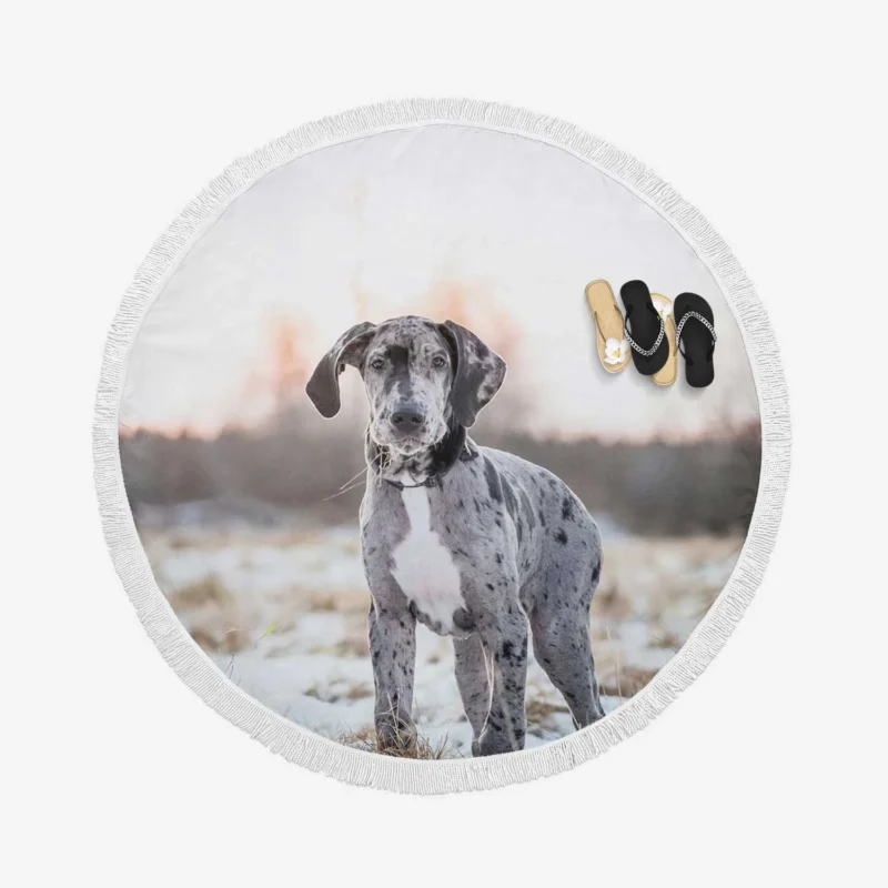 Quadruple Puppy Play: Great Danes with Depth Round Beach Towel