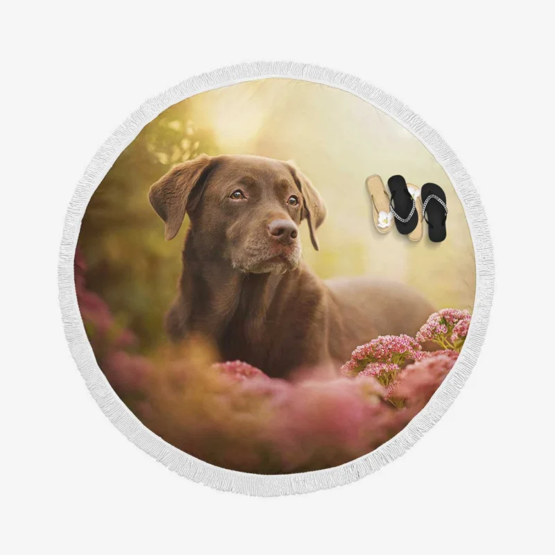 Quartet Charm: Chocolate Labrador in Pink Flowers Round Beach Towel 1