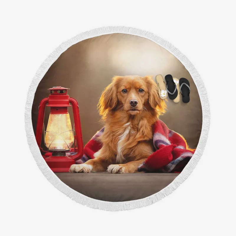 Quartet by Lantern: Nova Scotia Duck Tolling Retriever Round Beach Towel