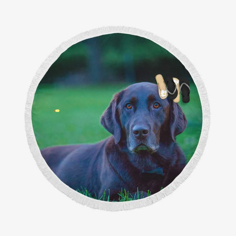 Quartet of Beauty: Labrador Depth of Field Round Beach Towel 1