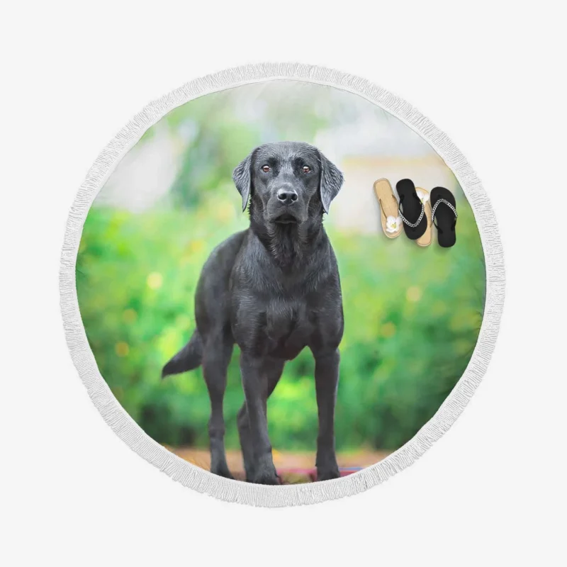 Quartet of Canines: Labrador Stares in Depth Round Beach Towel