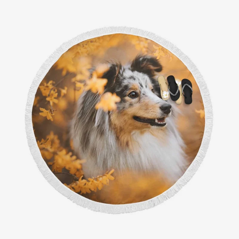 Radiant Shetland Sheepdog Ensemble: Quartet Round Beach Towel 1