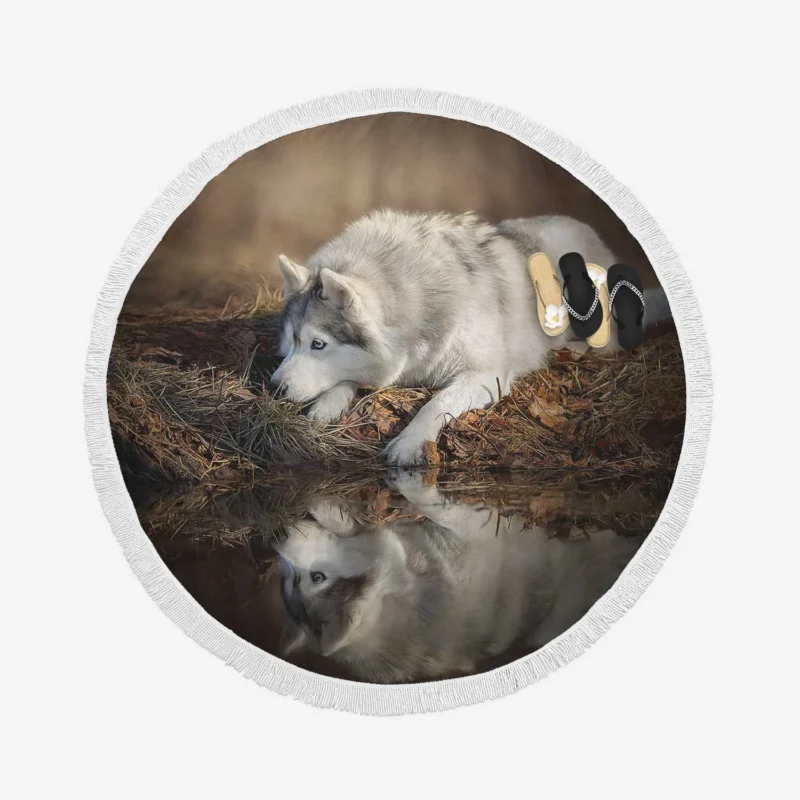 Reflections of Wild Majesty: Wolfdog Quartet Round Beach Towel 1
