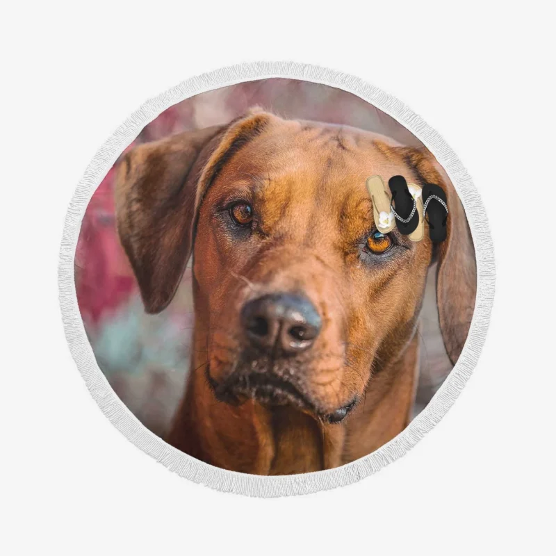 Rhodesian Ridgeback Among Tulips: Quartet Beauty Round Beach Towel