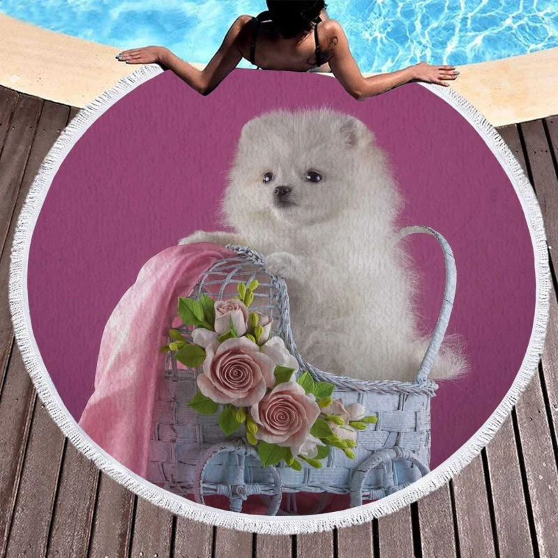 Rosy Moments: White Pomeranian Puppy Quartet Round Beach Towel 1