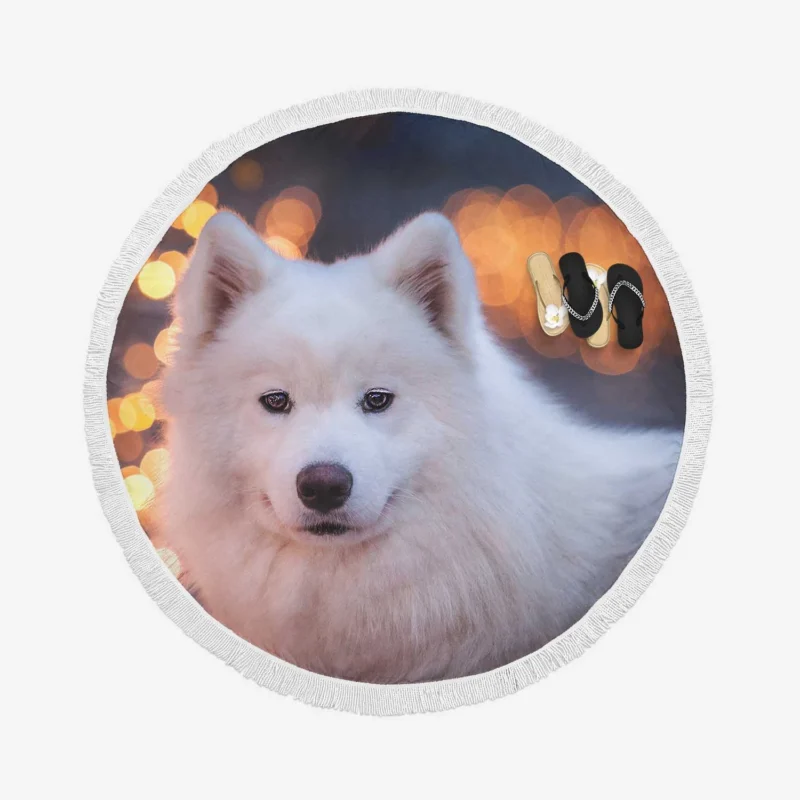 Samoyed Bokeh: Quartet Round Beach Towel