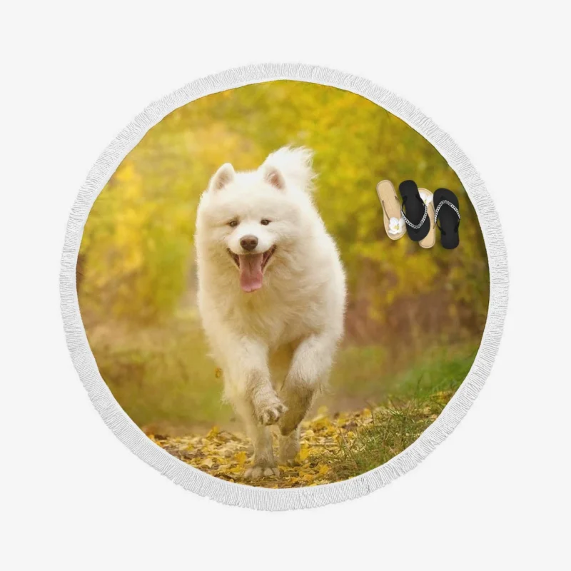 Samoyed Charm Dog: Quartet Round Beach Towel