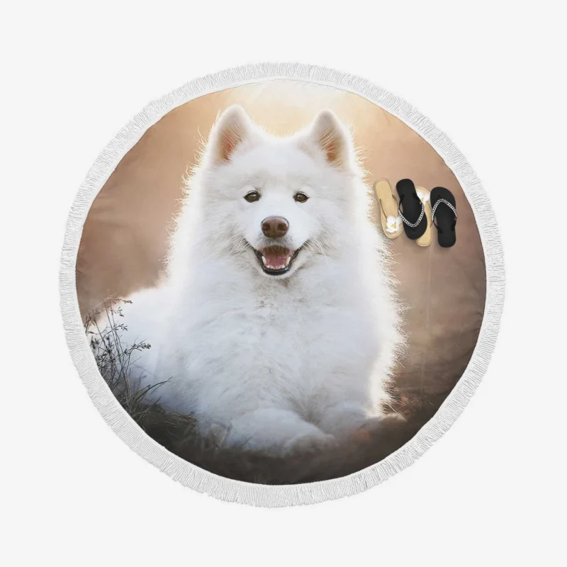 Samoyed Playful Charm: Quartet Round Beach Towel