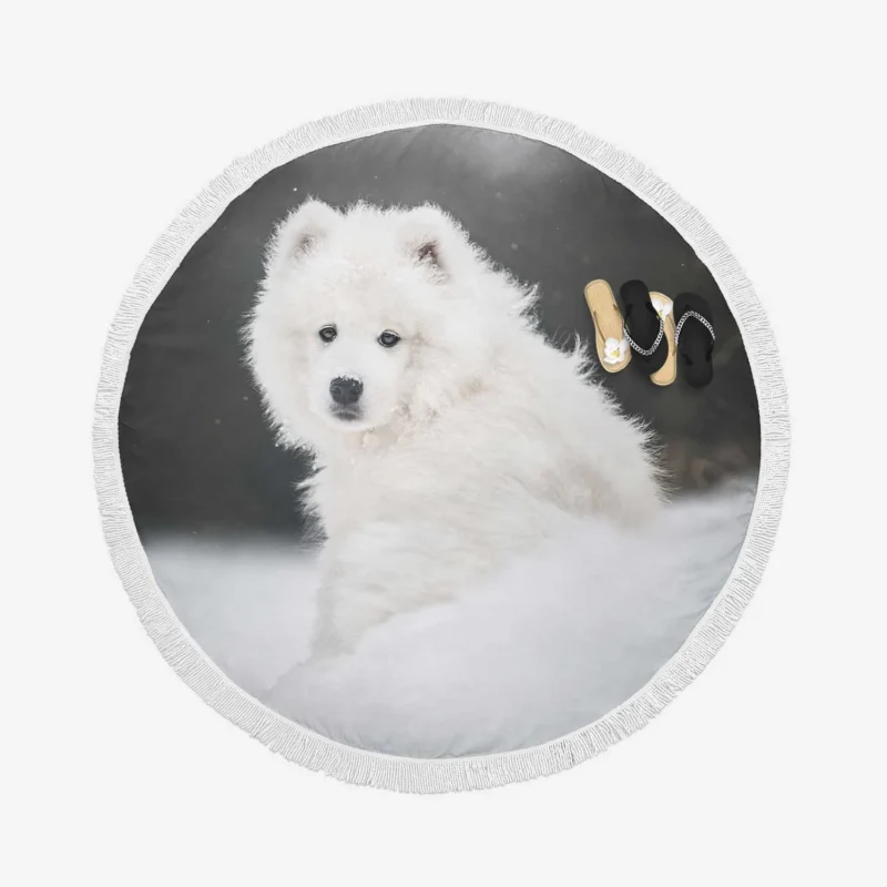 Samoyed in the Snow: Quartet Round Beach Towel 1