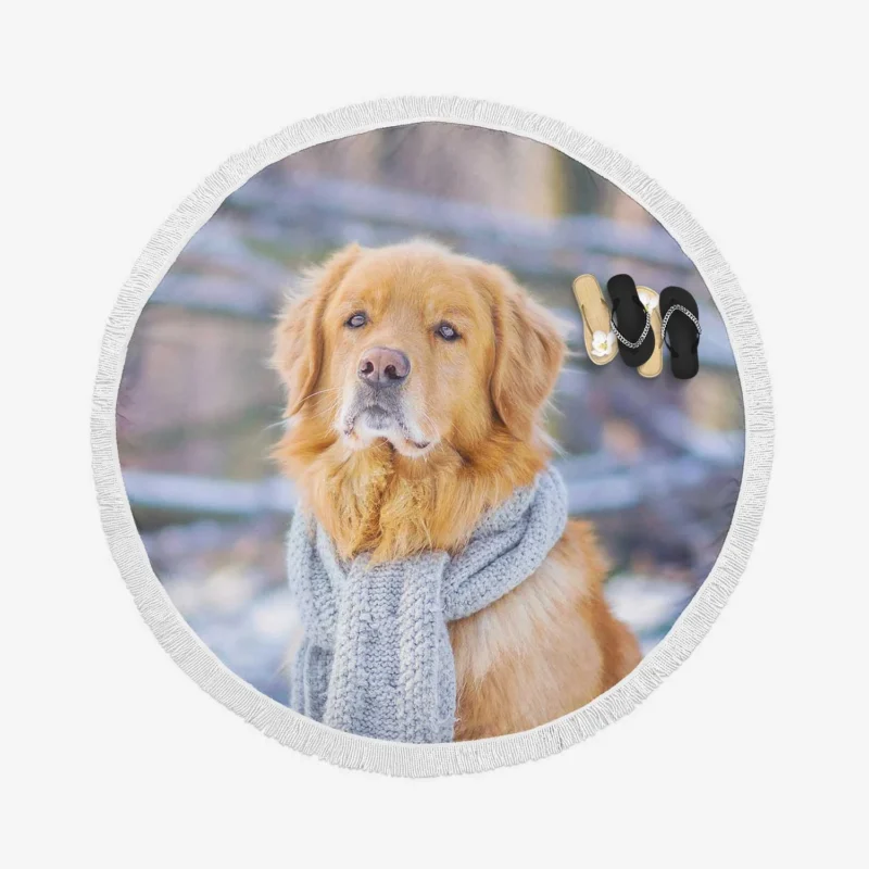 Scarf Beauty: Golden Retrievers in Winter Round Beach Towel