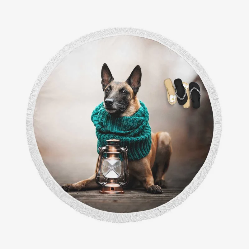 Scarf and Lantern Beauty: Belgian Shepherd Round Beach Towel 1