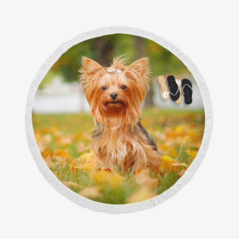 Simply Charming: Cute Yorkshire Terrier Quartet Round Beach Towel