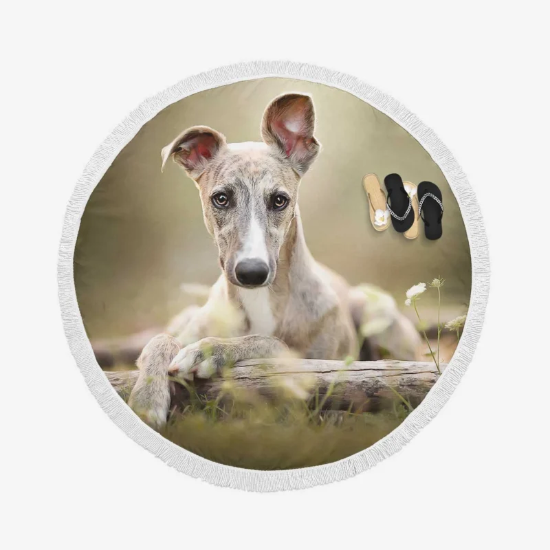 Sleek and Swift Beauties: Whippet Quartet Round Beach Towel