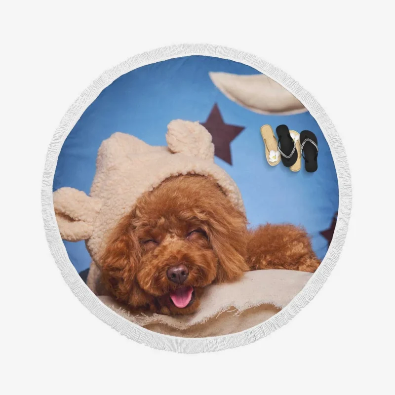 Sleeping in Hats: Poodle Quartet Round Beach Towel 1