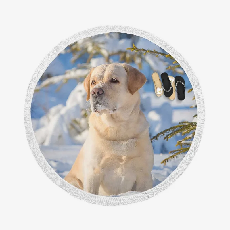 Snowy Beauty: Labrador Winter Quartet Round Beach Towel 1