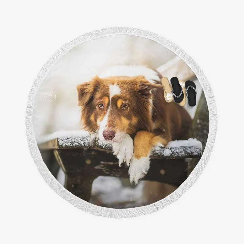 Snowy Bench Beauty with Border Collie on Winter Bench Round Beach Towel