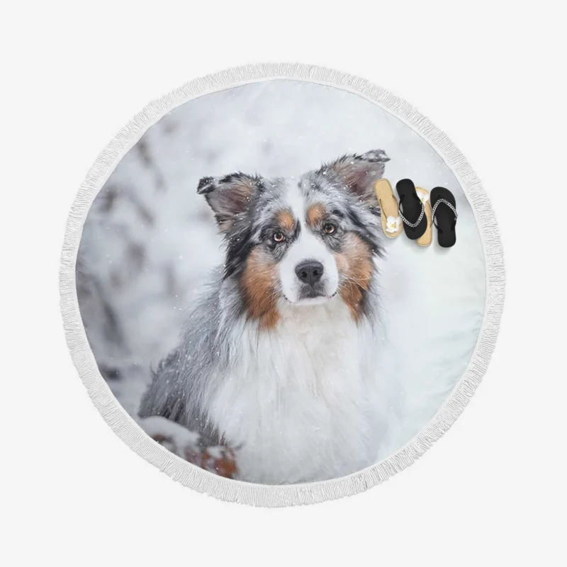 Snowy Winter with Depth Of Field and Stare: Australian Shepherd Round Beach Towel