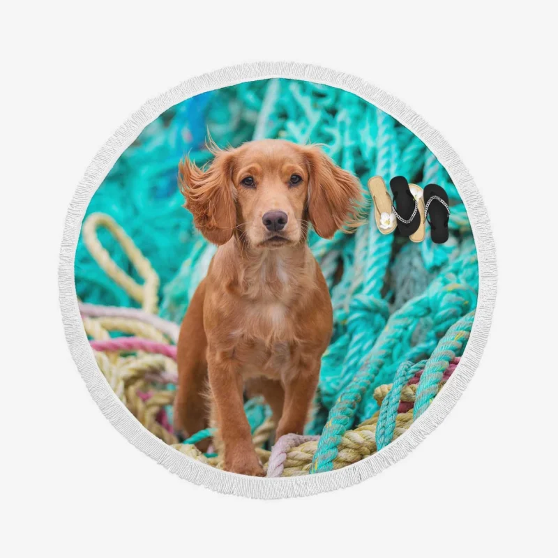 Spaniel Quartet with Rope Elements Round Beach Towel