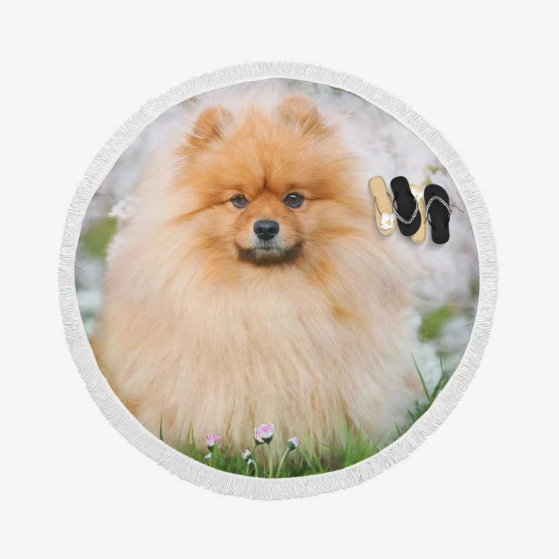 Spitz Splendor: Pomeranian 8k Ultra Quartet Round Beach Towel