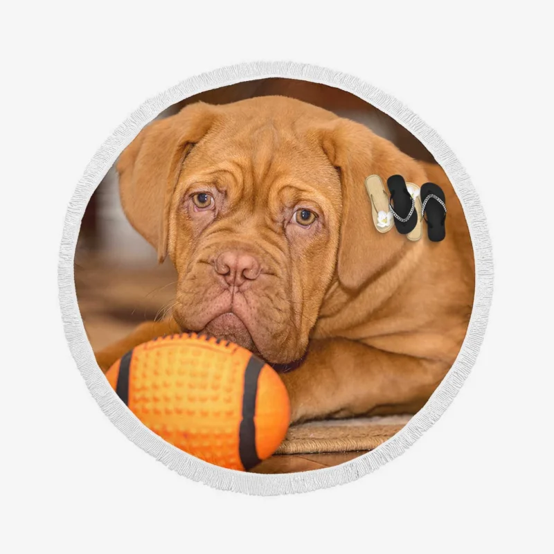 Sporty Puppies in Bauble: Dogue de Bordeaux Quartet Round Beach Towel