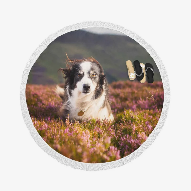 Stare and Depth Of Field Lavender Collie: Border Collie Round Beach Towel 1