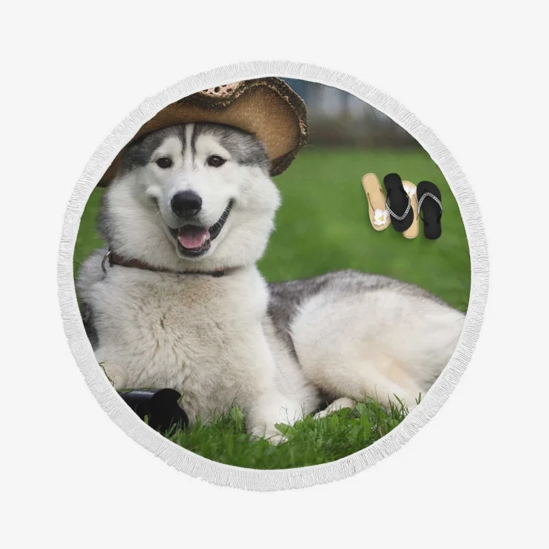 Stylish Canine Companions: Husky Quartet in Hats Round Beach Towel