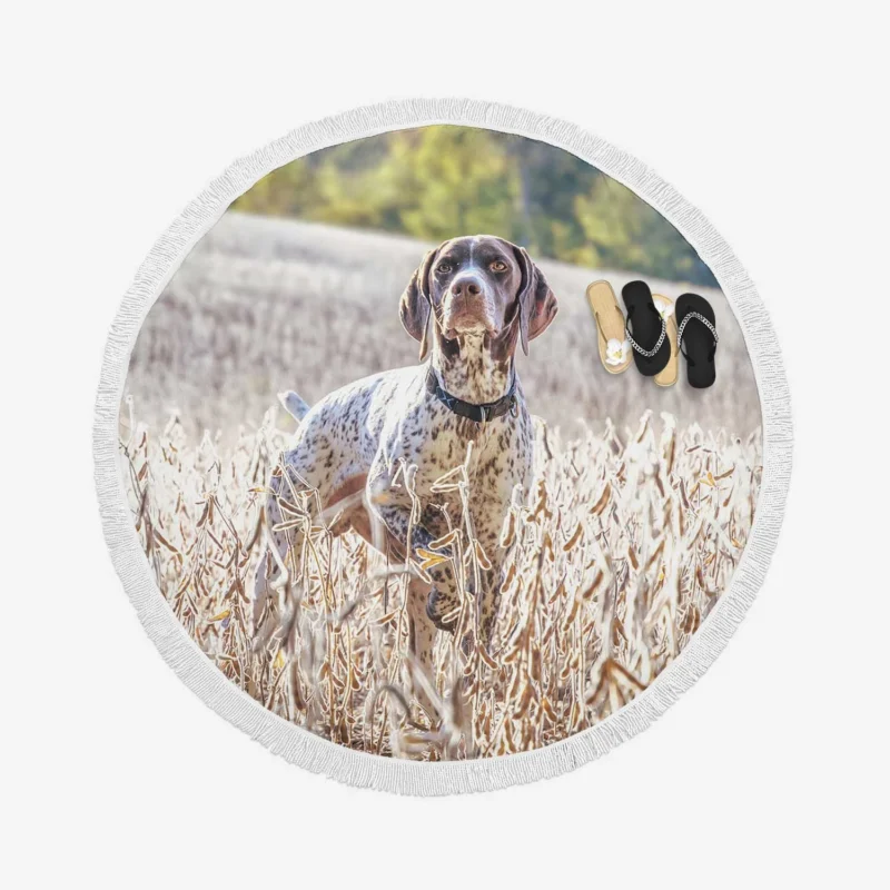 Summer Depth of Field: Shorthaired Pointers Round Beach Towel