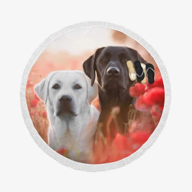 Summer Quartet: Labradors in a Poppy Field Round Beach Towel